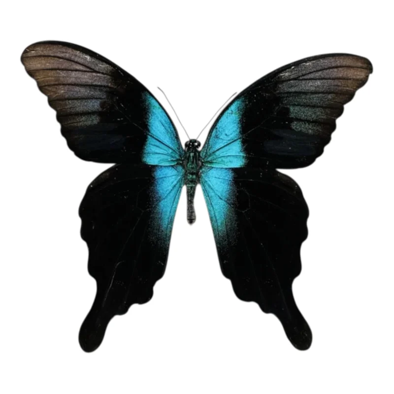 Papilio peranthus adamantius