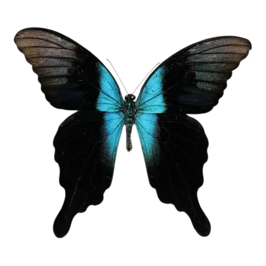 Papilio peranthus adamantius