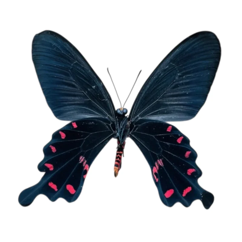 Pachliopta Kotzebuea