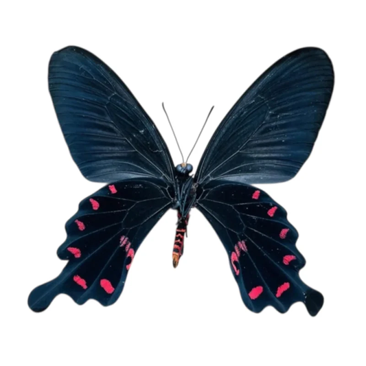 Pachliopta Kotzebuea