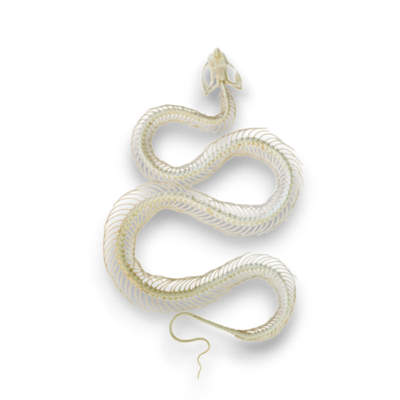Trimeresurus Albolabris