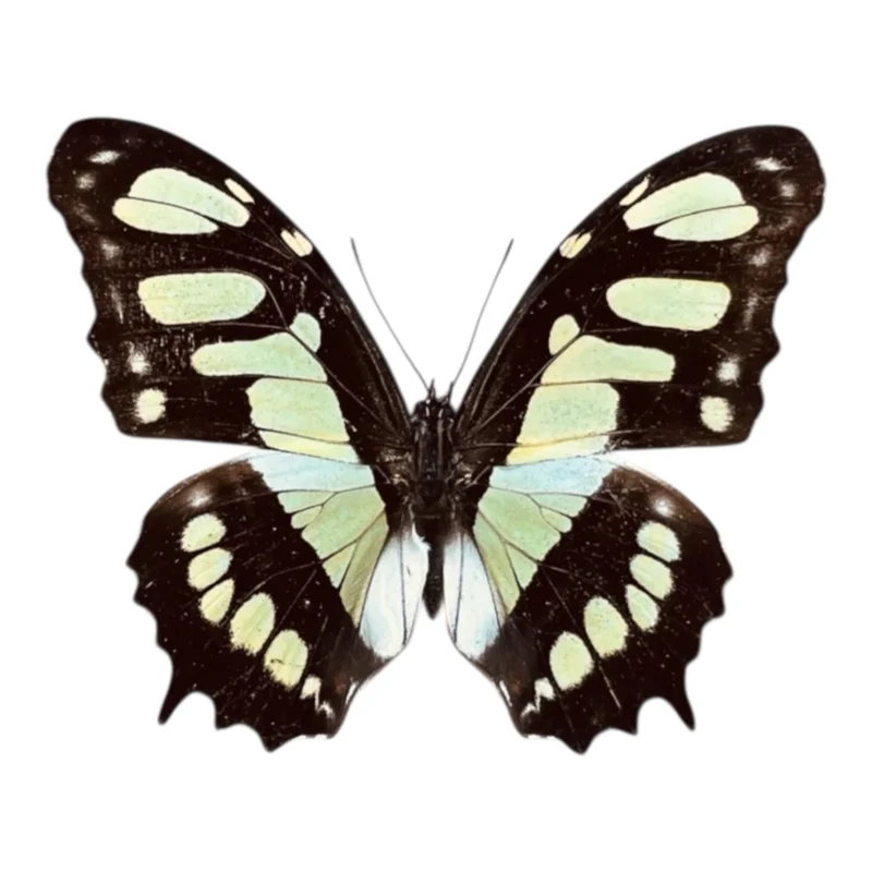 Siproeta Stelenes