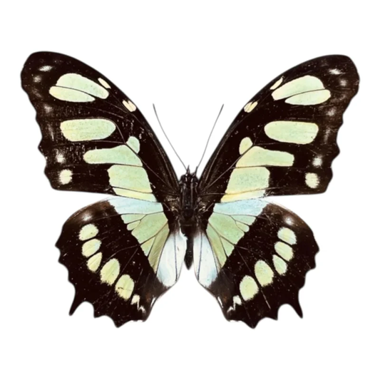 Siproeta Stelenes