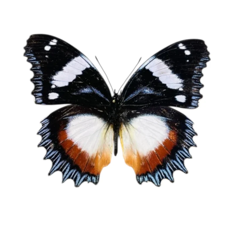 Hypolimnas Dexithea A-
