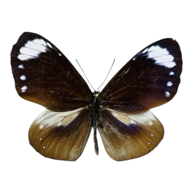 Euploea Tulliolus