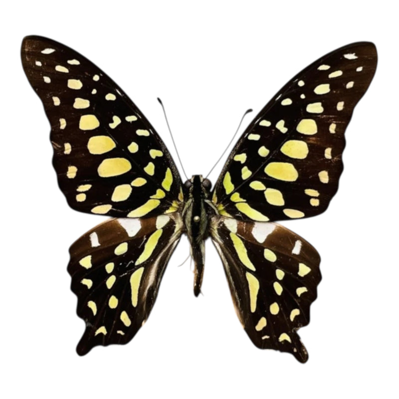 Graphium Agamemnon