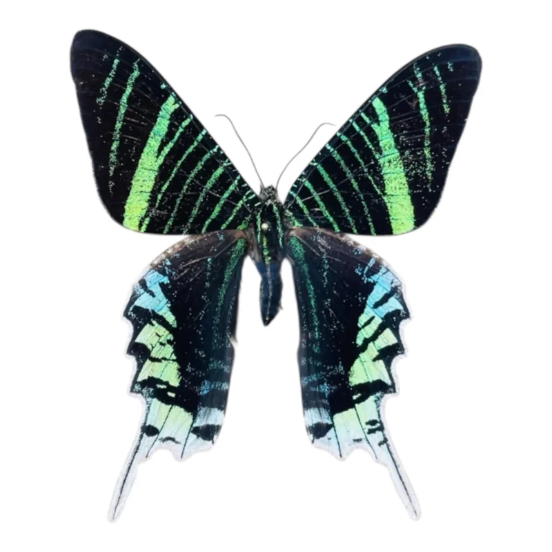 Urania Leilus A-