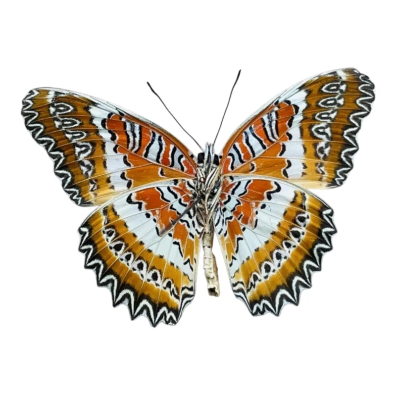 Cethosia Biblis A-