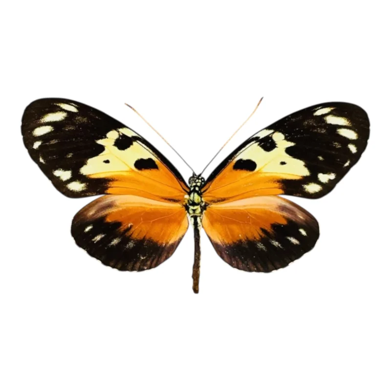 Heliconius Ismenius