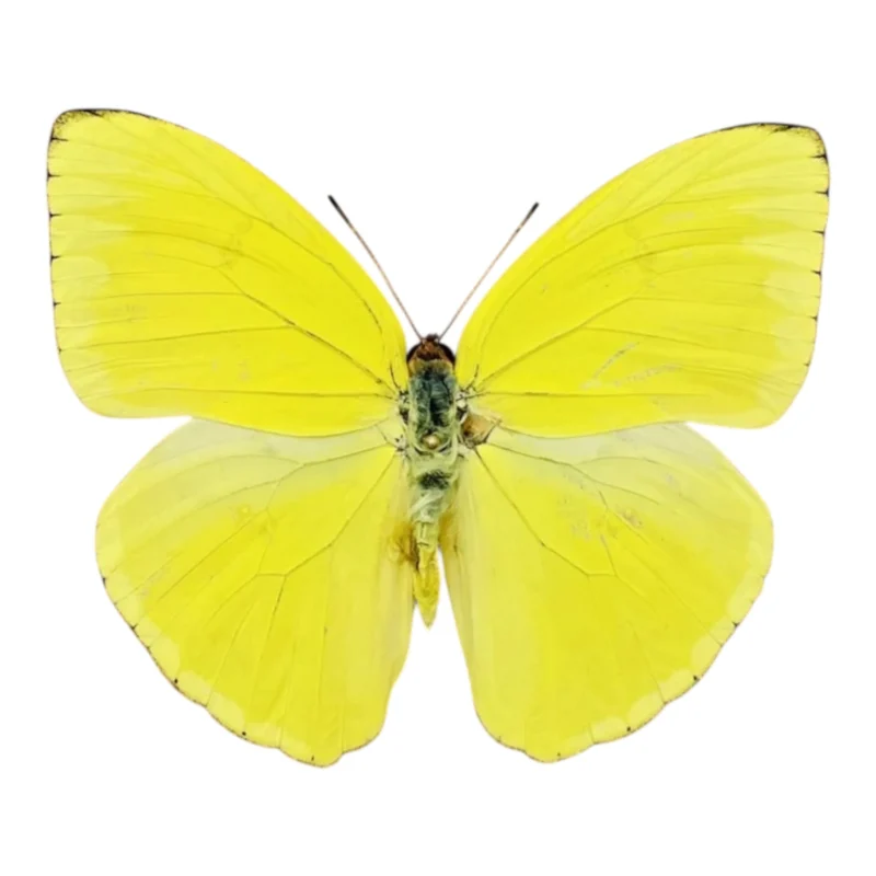 Phoebis Sennae