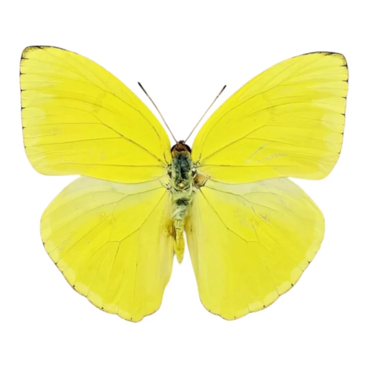 Phoebis Sennae A-