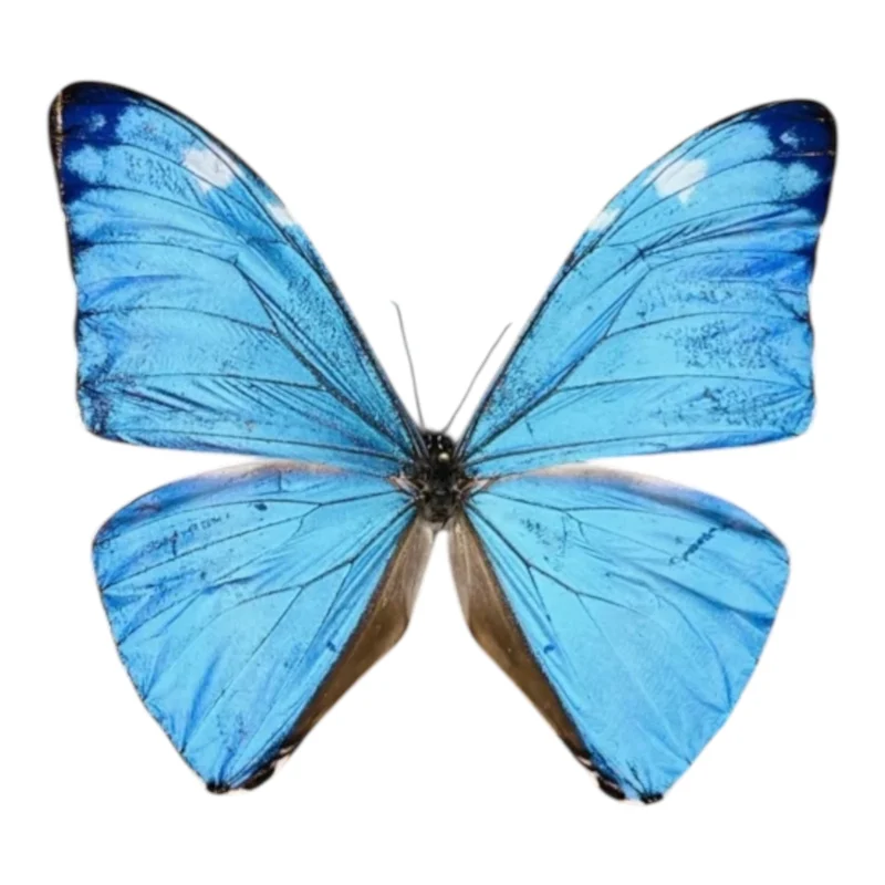 Morpho Adonis A-