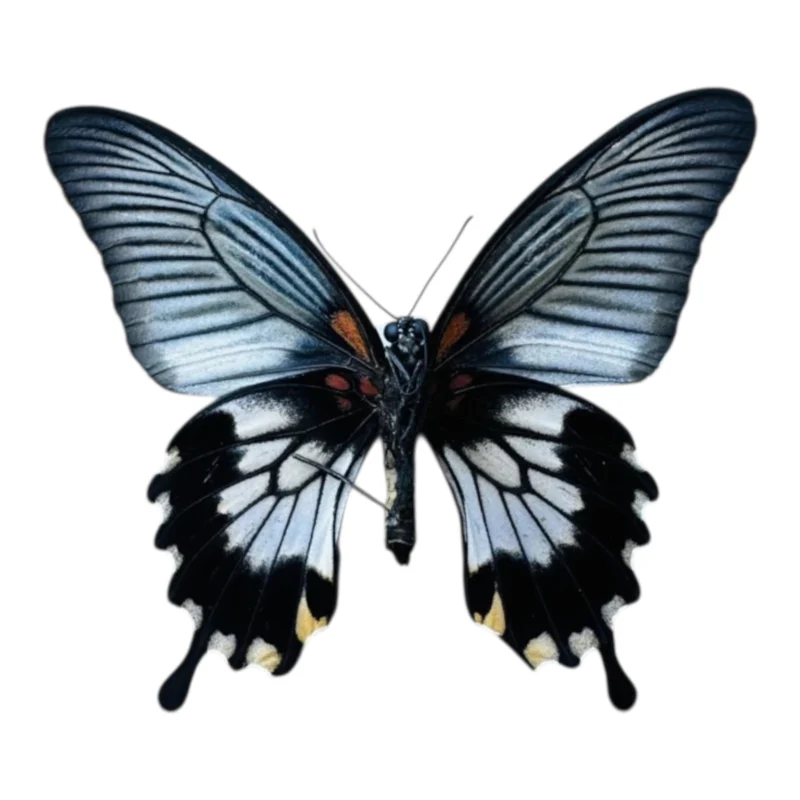 Papilio lowii female