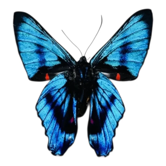 Ancyluris meliboeus