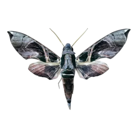 Daphnis Hypothous