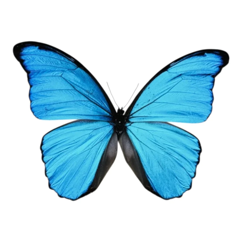 Morpho Didius A-