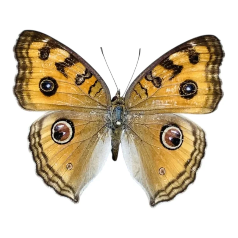 Junonia Almana