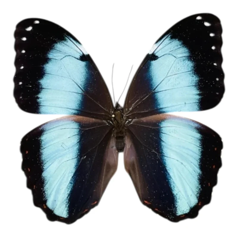 Morpho Achilles A-