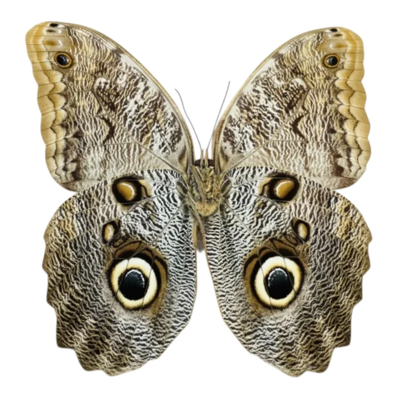 Caligo Brasiliensis