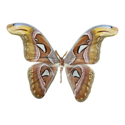 Attacus Atlas