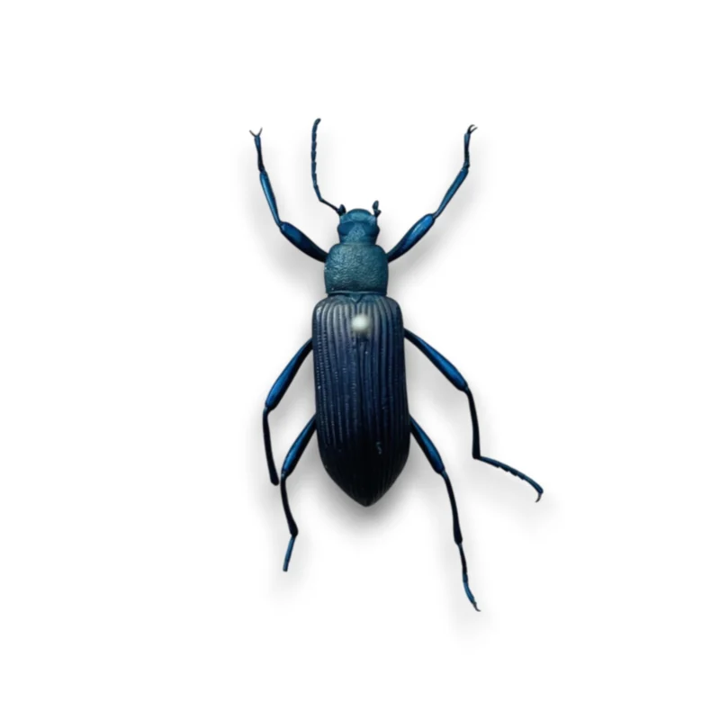 Strongylium Cupipenne