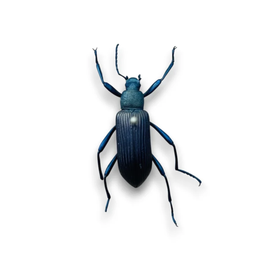 Strongylium Cupipenne