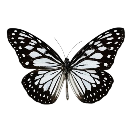 Danaus Manillana