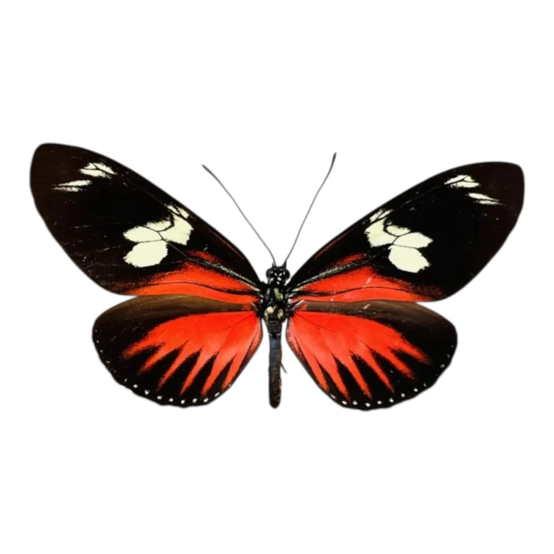 Heliconius Doris Red