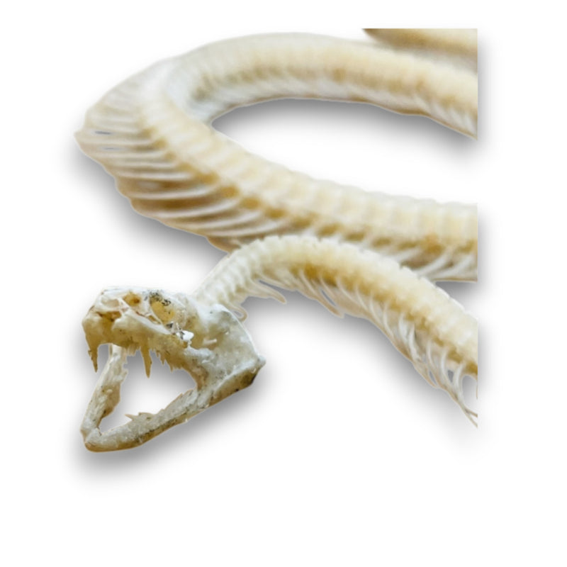 Bungarus Candidus