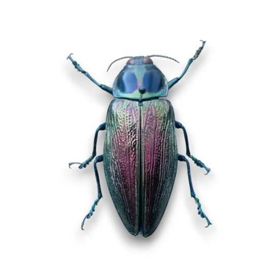 Euchroma Gigantea