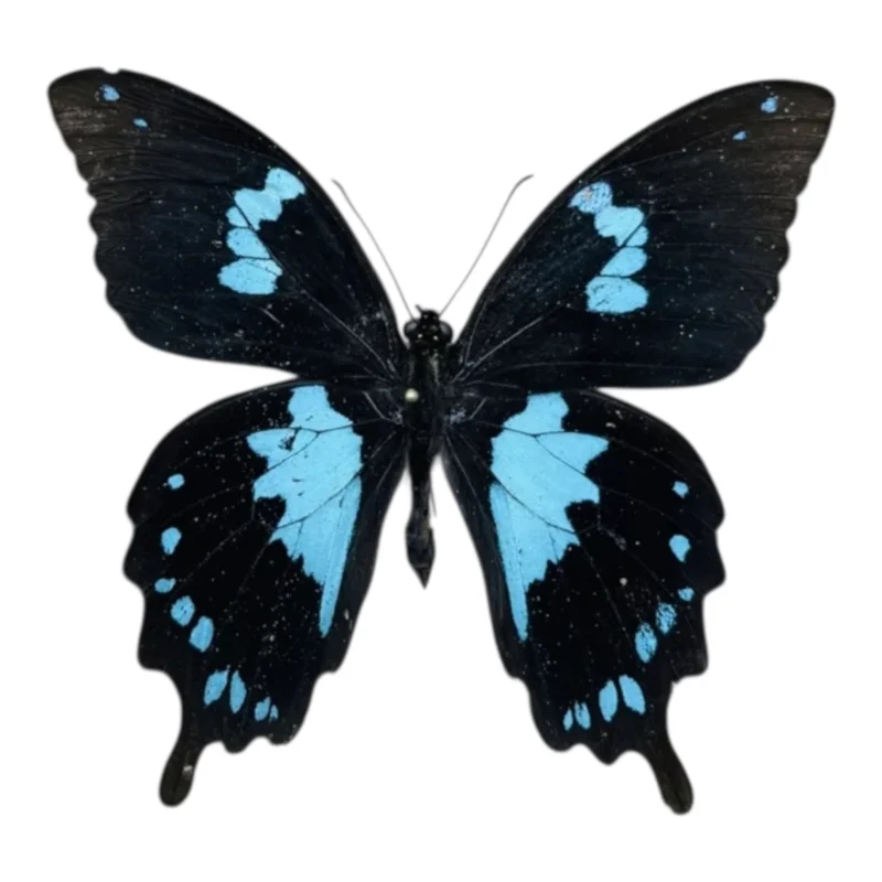Papilio Epiphorbas