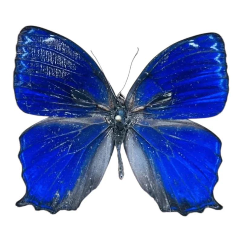 Pytchandra Lorquini A-
