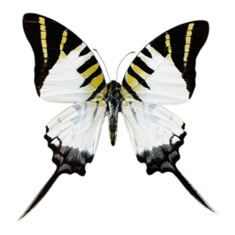 Graphium Decolor