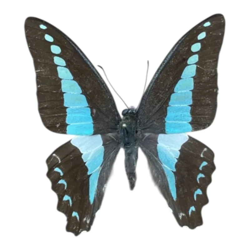 Graphium Sarpedon
