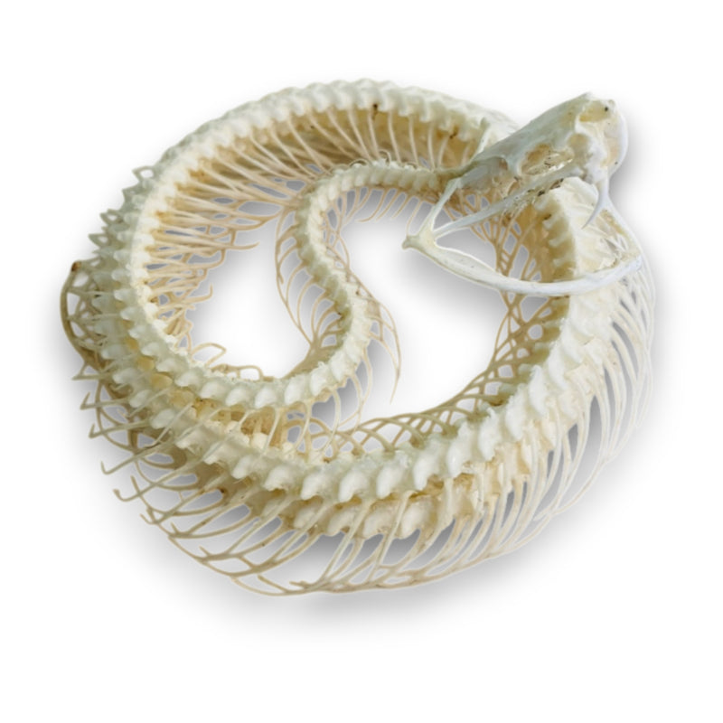 Trimeresurus Albolabris