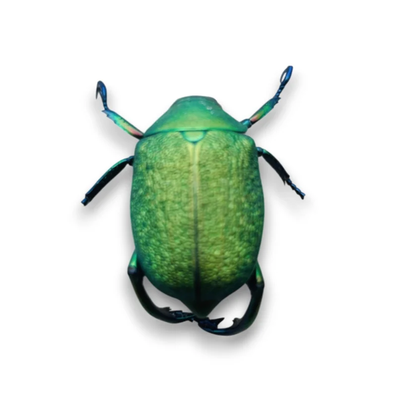 Chrysophora Chrysochlora