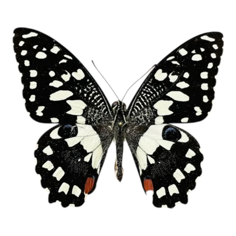 Papilio Demoleus