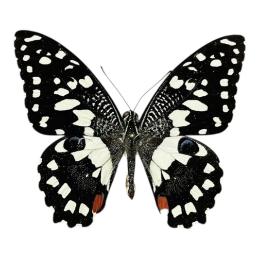 Papilio Demoleus