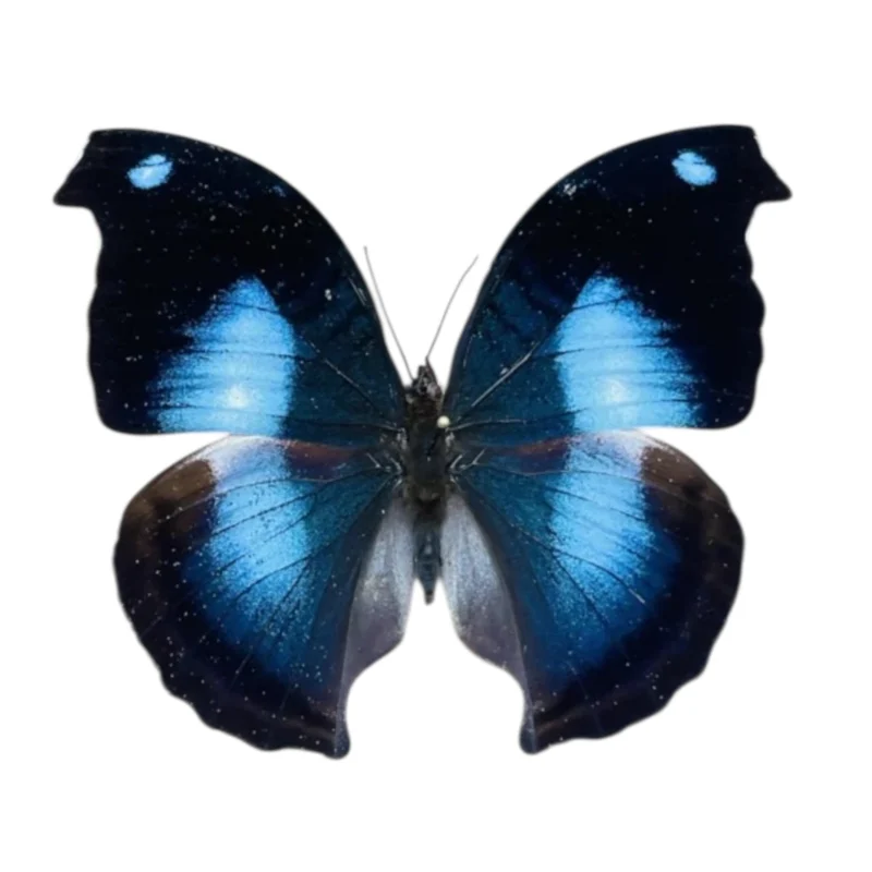 Napeocles Jucunda