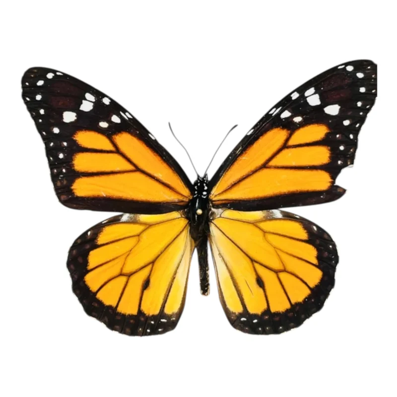 Danaus Plexippus A-