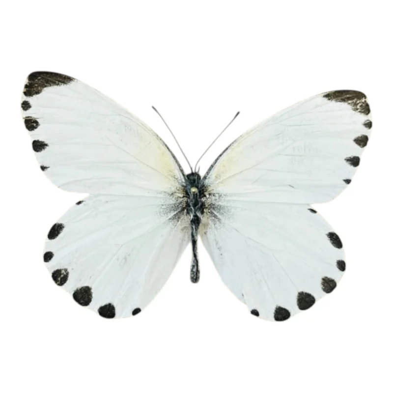 Mylothris sp.