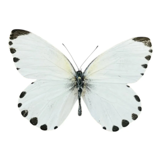 Mylothris sp.