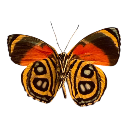 Callicore persistera