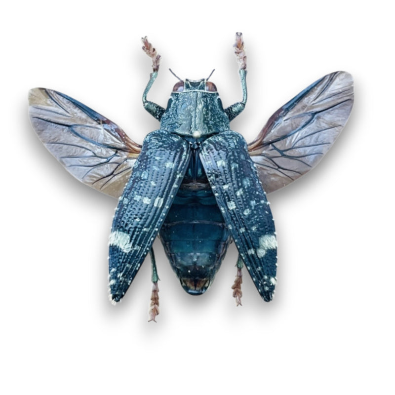Polybothris Luczoti
