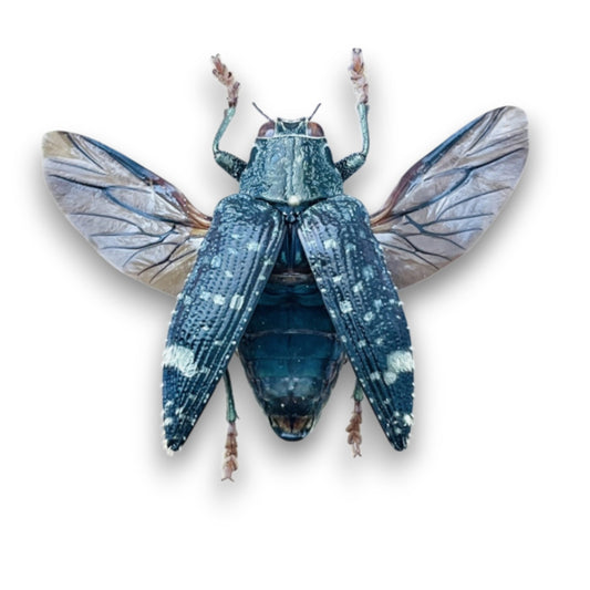 Polybothris Luczoti