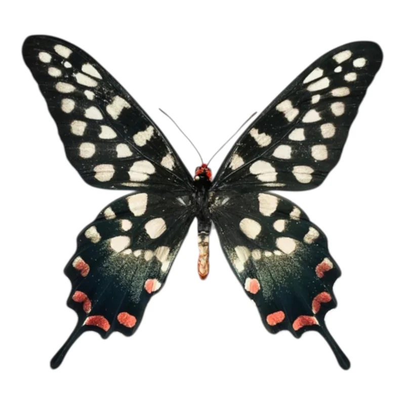 Papilio Antenor