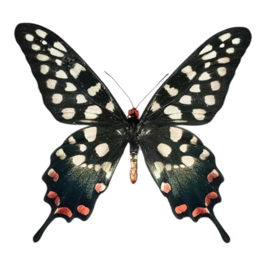 Papilio Antenor