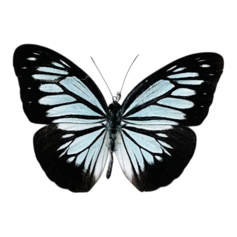 Pareronia Boerbera valeria A-