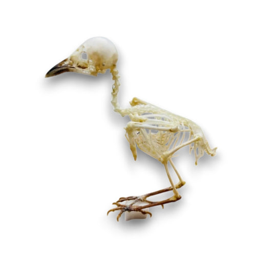 Aegithina tiphia
