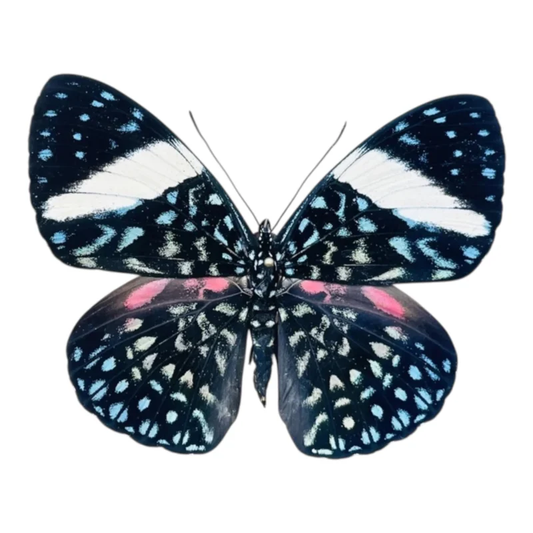 Hamadryas velutina ssp.